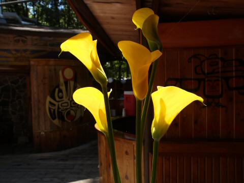 P7077437